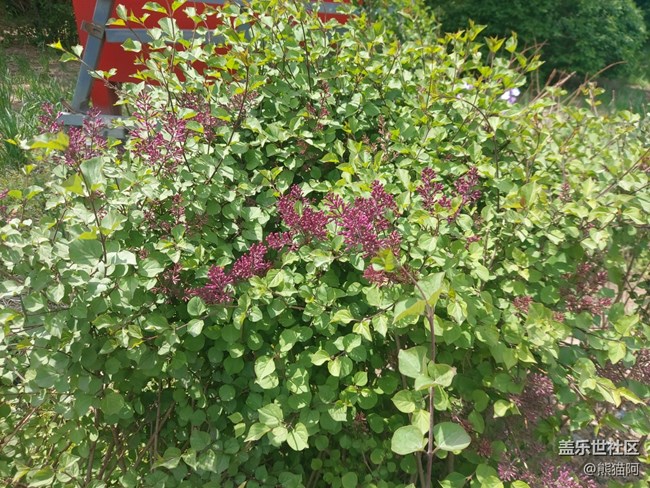 【鏡頭里的美好】路邊花兒