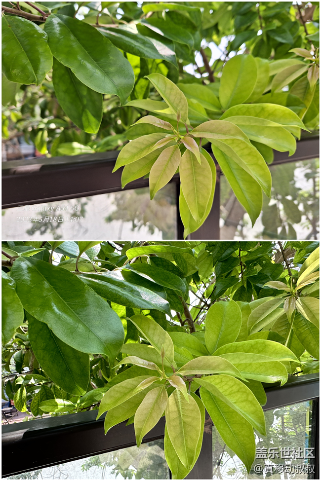 三星Galaxy A54 5G的成像表現(xiàn)有點超出我的預(yù)期.......