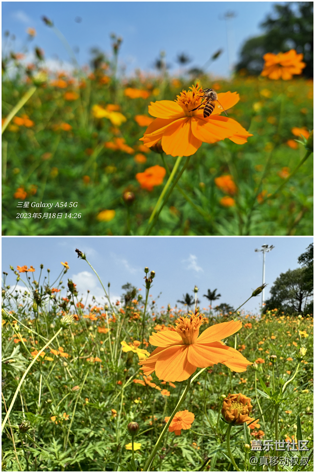 三星Galaxy A54 5G的成像表現(xiàn)有點超出我的預(yù)期.......