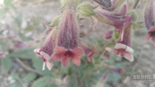 【鏡頭里的美好】曾經(jīng)的美好無處不在