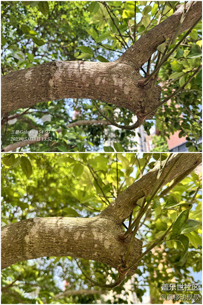 三星Galaxy A54 5G的成像表現(xiàn)有點超出我的預(yù)期.......