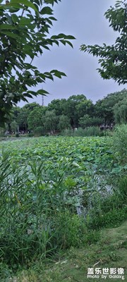 夏日到了，荷葉長(zhǎng)高了