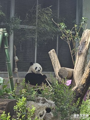 去北京看萌蘭啦
