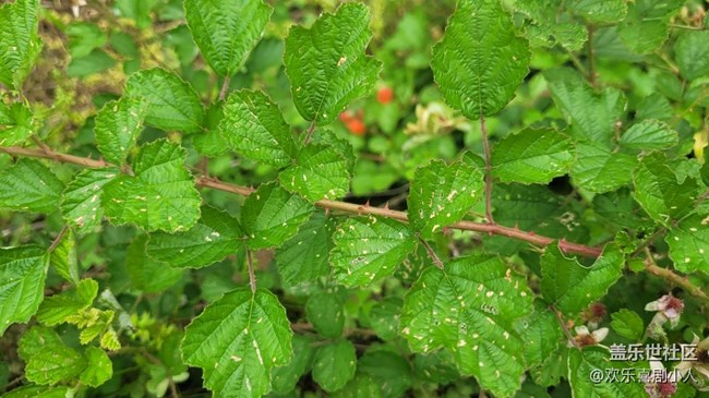 【夏日果實(shí)】野果