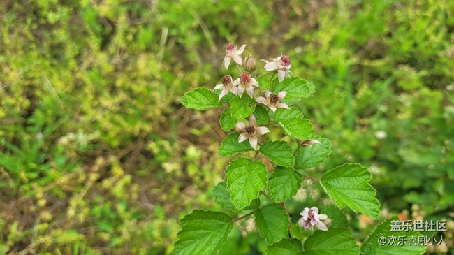 【夏日果實(shí)】野果