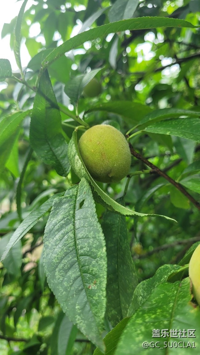 【夏日果实】毛桃