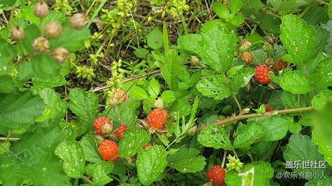 【夏日果實(shí)】野果