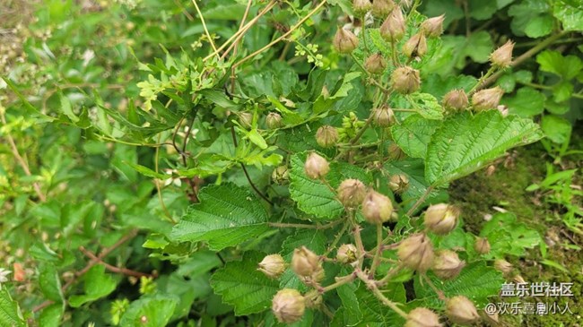 【夏日果實(shí)】野果