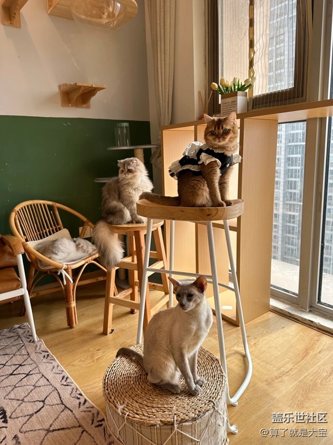 【同城活動(dòng)】新老朋友大PK 結(jié)果很意外！還有喵星人??