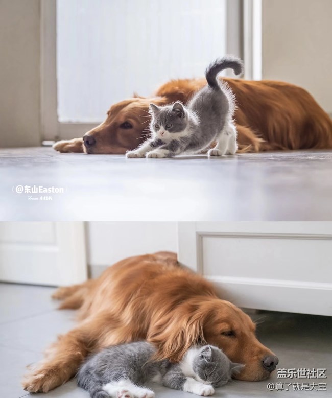 【同城活動(dòng)】新老朋友大PK 結(jié)果很意外！還有喵星人??