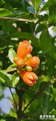 初夏，石榴花