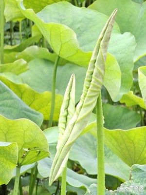 夏荷