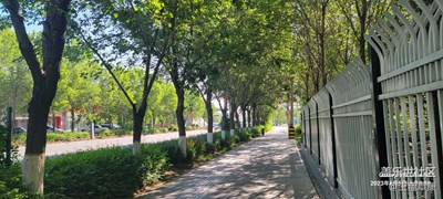 一抹綠意