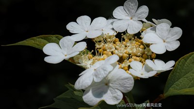 【用镜头讲述】+ 花与园林