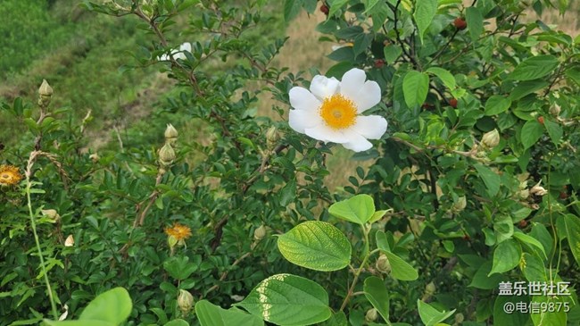 【擁抱自然】野花