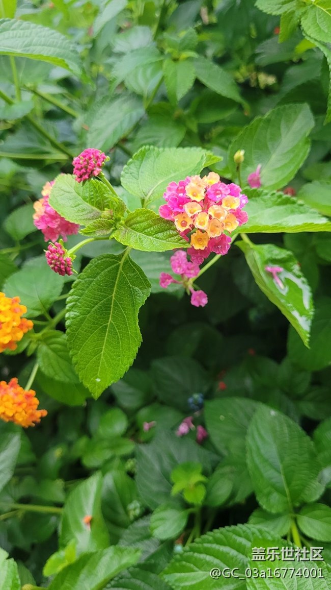 【擁抱自然】五色花