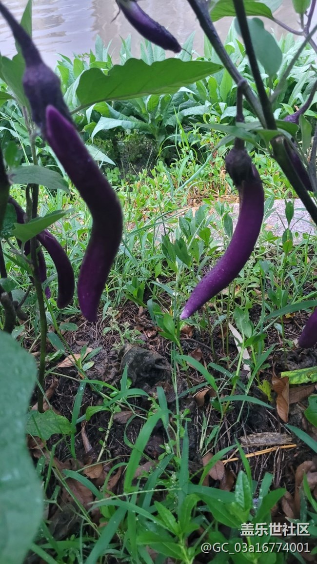 【夏日果實】茄子