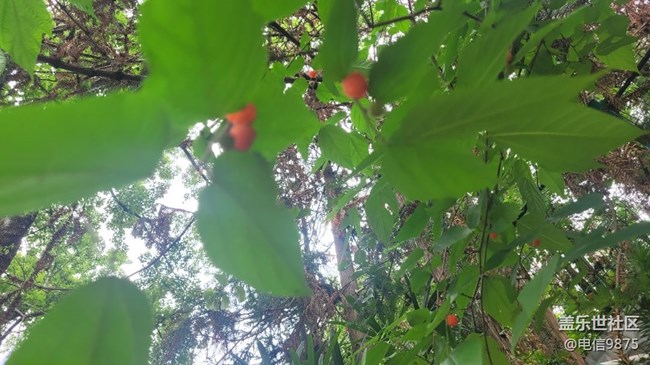 【夏日果實】紅野果