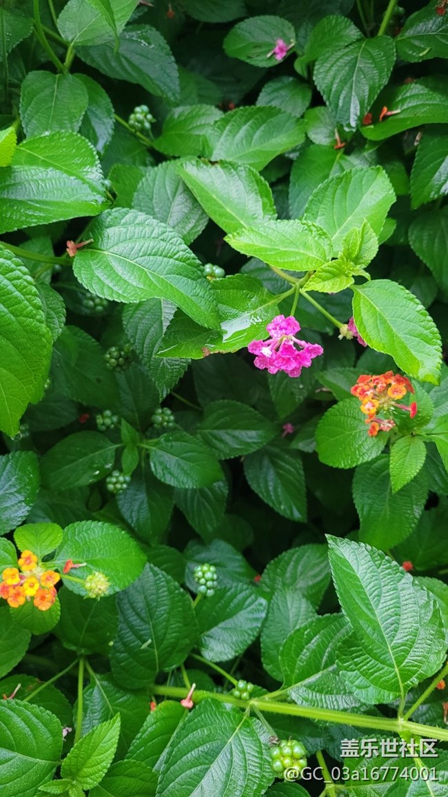 【擁抱自然】五色花