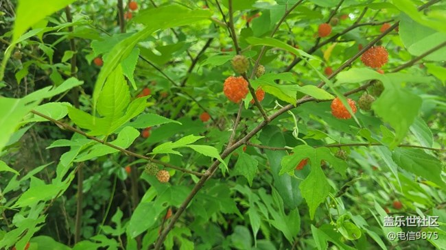 【夏日果實】紅野果