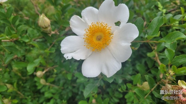 【擁抱自然】野花