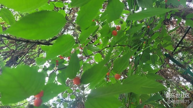 【夏日果實】紅野果