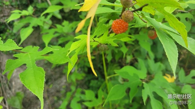 【夏日果實】紅野果