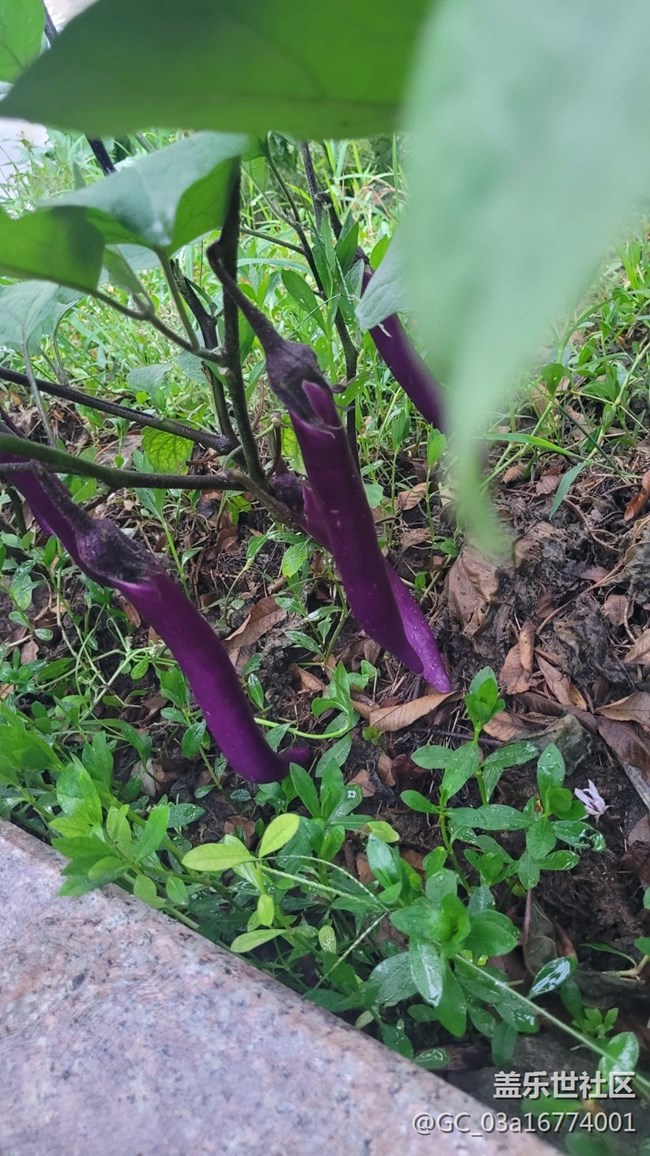 【夏日果實】茄子