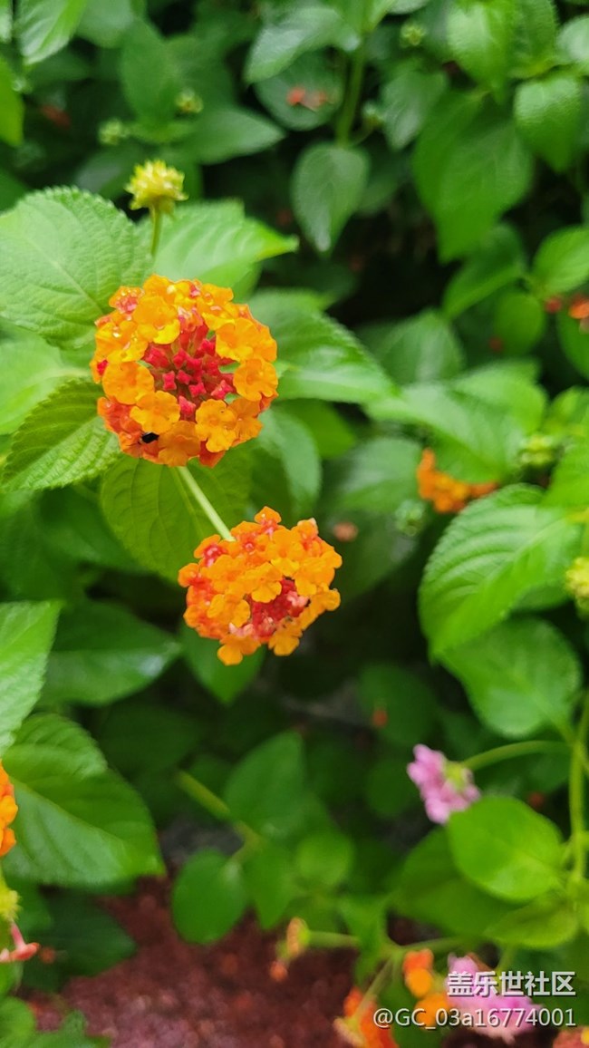 【擁抱自然】五色花