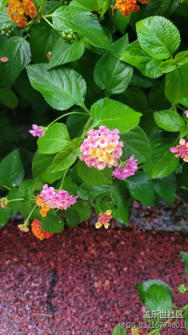 【擁抱自然】五色花