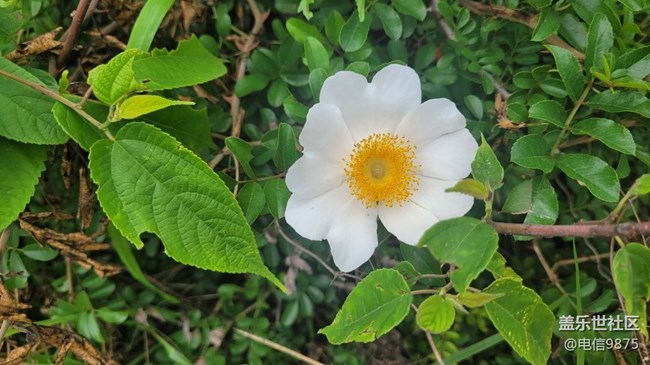 【擁抱自然】野花