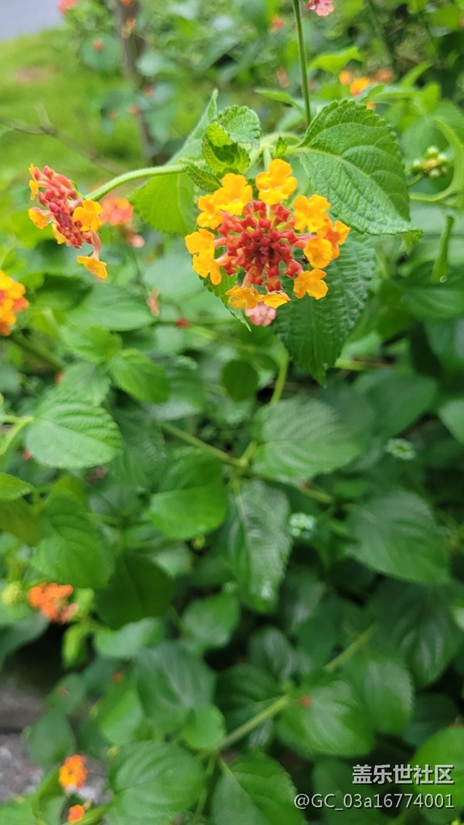 【擁抱自然】五色花