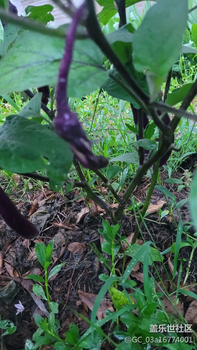 【夏日果實】茄子