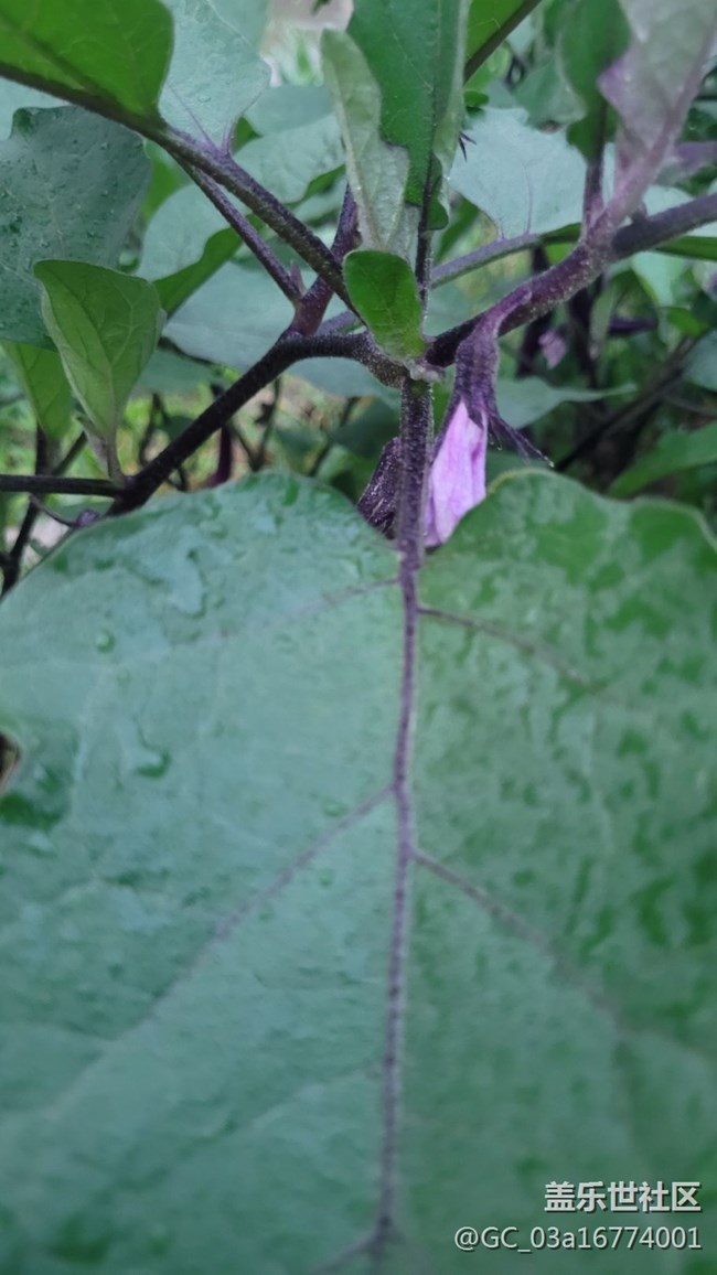 【夏日果實】茄子