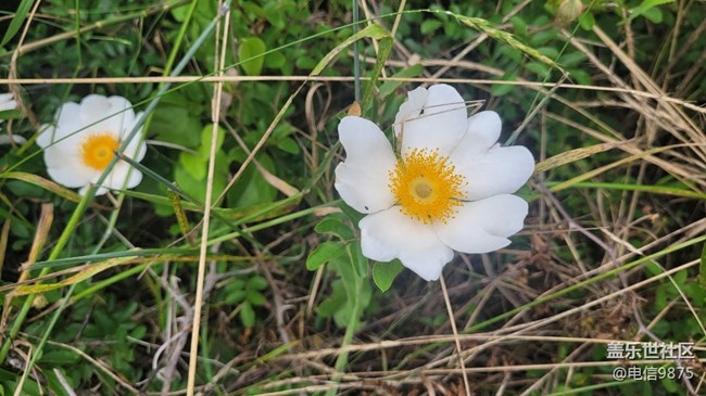 【擁抱自然】野花