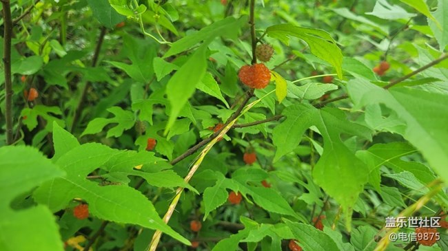 【夏日果實】紅野果