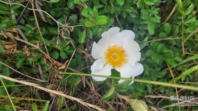 【擁抱自然】野花