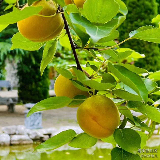 【夏日果實(shí)】果燃不一樣