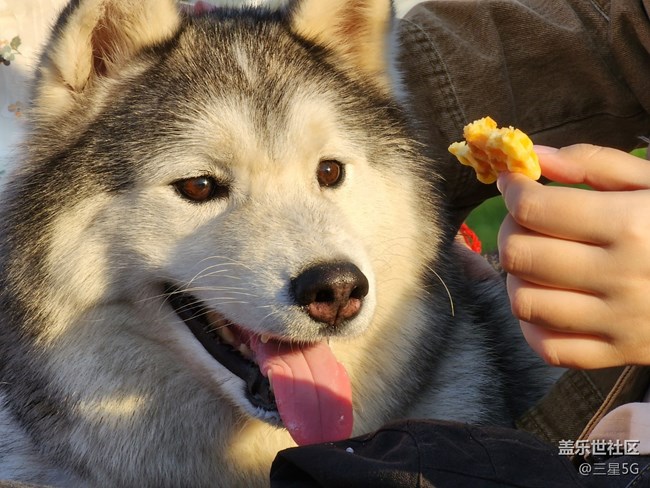 【我的毛孩子】顏值高高的薩摩耶
