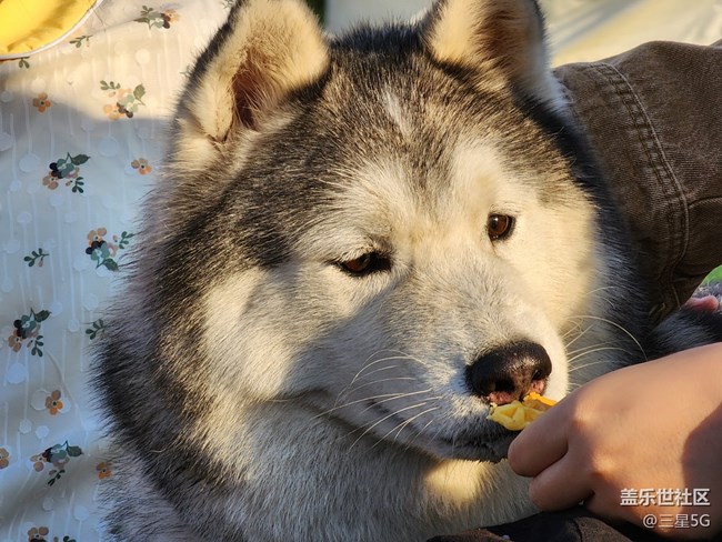 【我的毛孩子】顏值高高的薩摩耶