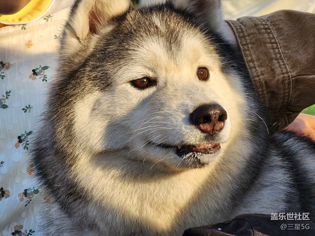 【我的毛孩子】顏值高高的薩摩耶