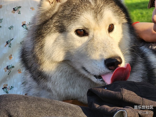 【我的毛孩子】顏值高高的薩摩耶
