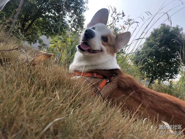 【我的毛孩子】胖狗