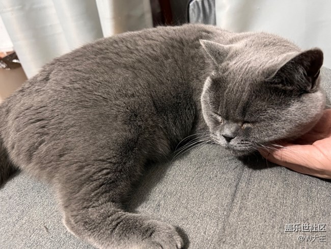 【我的毛孩子】+小貓咪