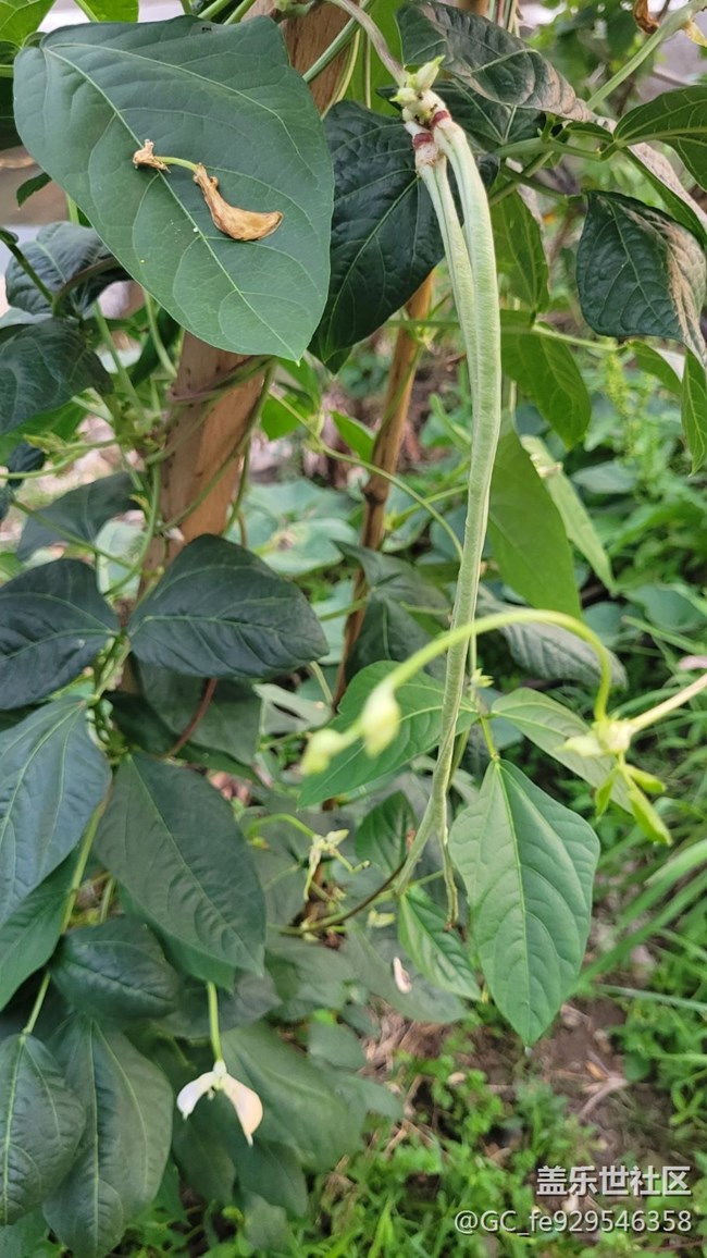 【夏日果實(shí)】豇豆