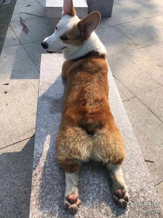 【我的毛孩子】胖狗