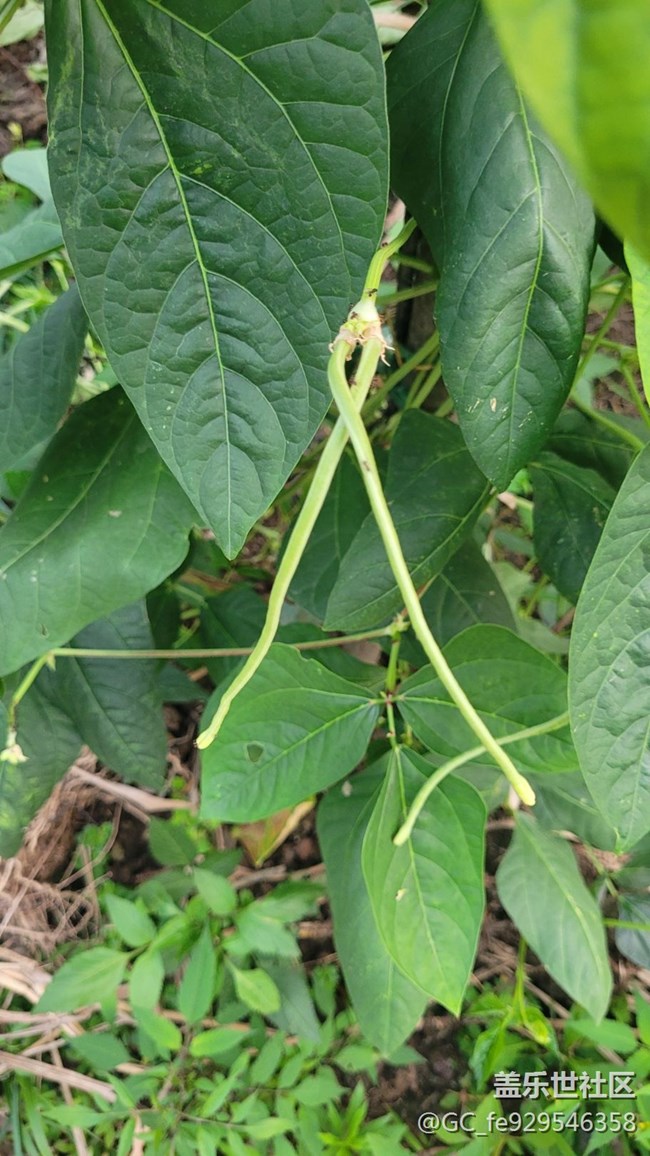 【夏日果實(shí)】豇豆