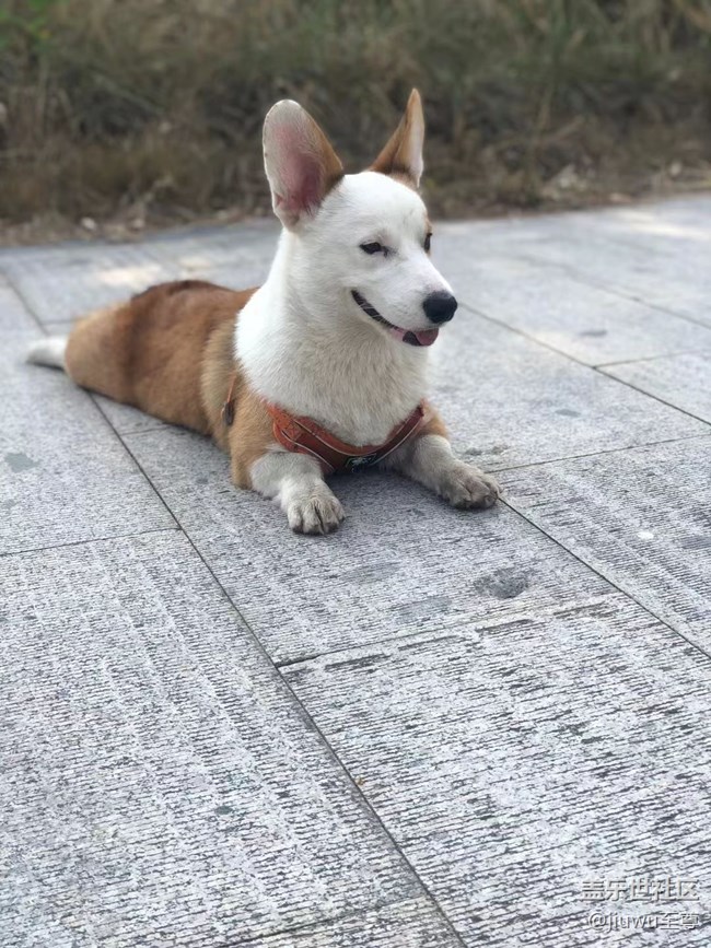 【我的毛孩子】胖狗