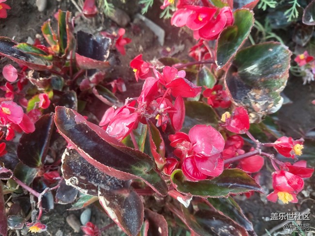 【擁抱自然】鳥語花香