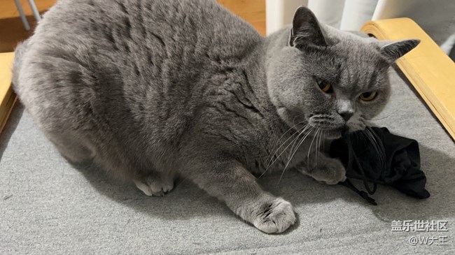 【我的毛孩子】+小貓咪